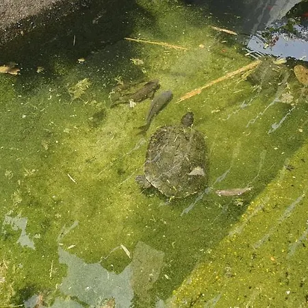 Tatil Evi Quinta Moinho Do Monte *